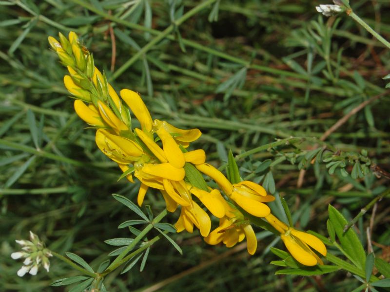 Genista tinctoria e Genista germanica